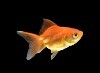 LOGO_Gold Fish