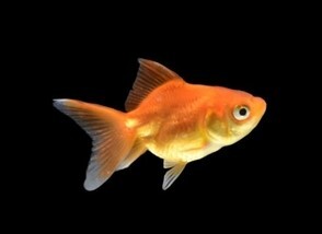 LOGO_Gold Fish
