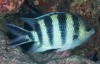 LOGO_Abudefduf sexfasciatus - Scherenschwanz-Sergeant