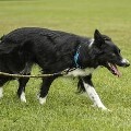 LOGO_Innovative Dog Leash IDEALEASH Trekking MEDIUM