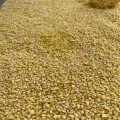 LOGO_Corn Cat Litter