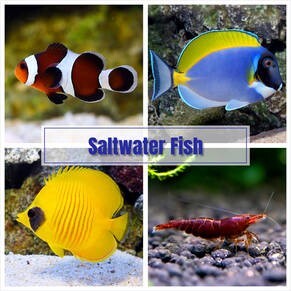 LOGO_Saltwater Fish
