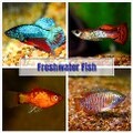 LOGO_Freshwater Fish