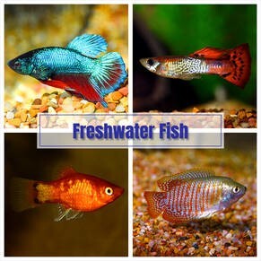 LOGO_Freshwater Fish