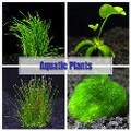 LOGO_Aquatic Plants