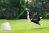 LOGO_AFP Hyper Fetch Maxi Ballwurfmaschine für den Hund