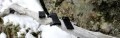 LOGO_Red Dot Sight/Holosight Mounts